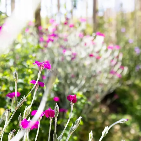 Nyaraló Geniet De Op De Veluwe In Knusse Pipowagen 'pipo Lagom' Epe