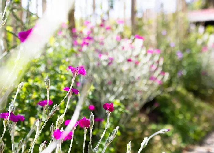Tatil Evi Geniet De Op De Veluwe In Knusse Pipowagen 'pipo Lagom' Epe