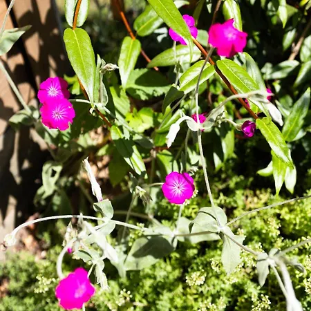 펜션 Geniet De Op De Veluwe In Knusse Pipowagen 'pipo Lagom' *