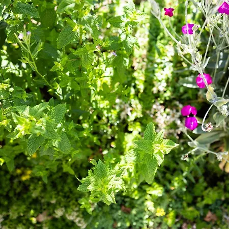 Geniet De Op De Veluwe In Knusse Pipowagen 'pipo Lagom' * 에페