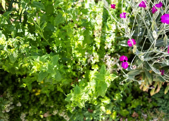 Geniet De Op De Veluwe In Knusse Pipowagen 'pipo Lagom' * Epe